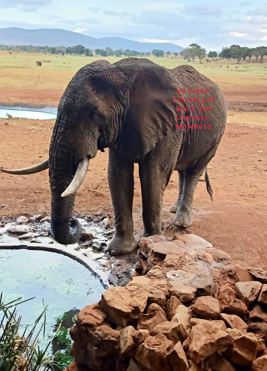 Tsavo safari Kenya wildlife expedition